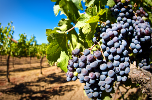 Виноград - виноградник