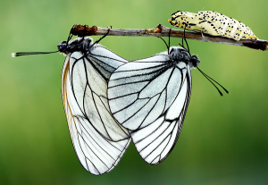 Бабочка боярышницы