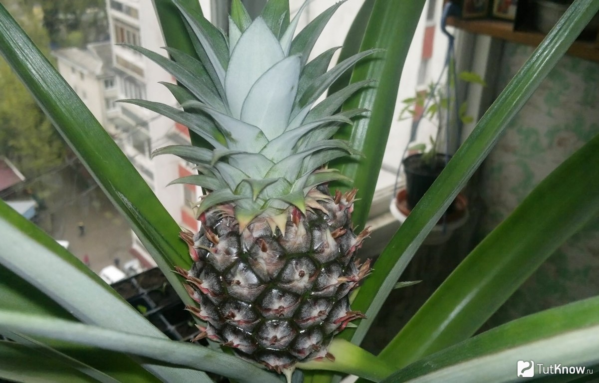 Комнатный ананас: фото, описание растения, уход и выращивание в домашних условиях, размножение