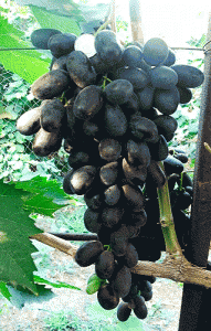 Виноградный сорт Велика