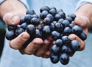 Лучшие неукрывные сорта винограда
