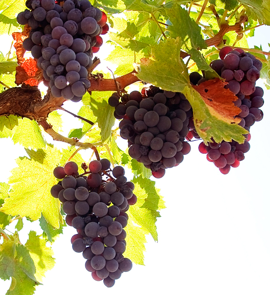 Лучшие неукрывные сорта винограда для Украины и России