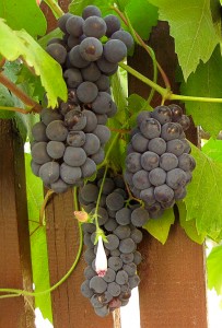 Лучшие неукрывные сорта винограда