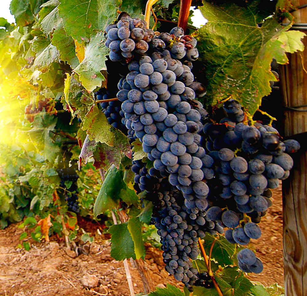 Лучшие неукрывные сорта винограда для Украины и России